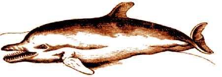 Dolphin illustration copyright Stanley L. Klos