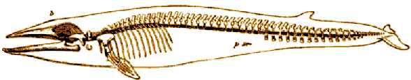 Fin Whale Skeleton  Copyright Stan Klos