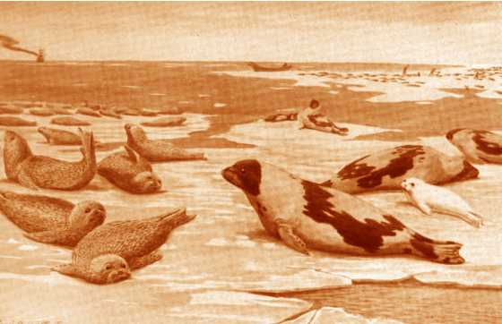 HARBOR SEAL, OR LEOPARD SEAL  Copyright Stan Klos