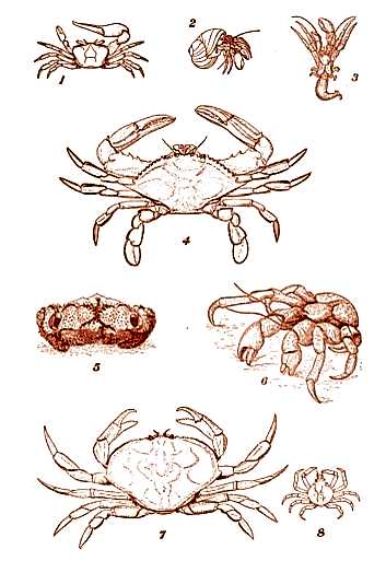 Different Types of Crabs  Copyright Stan Klos