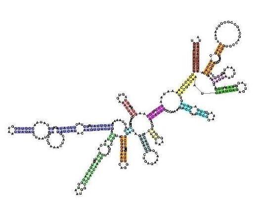 ribosomal RNA - 